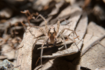 Spider holding on dry leaf with close up detailed view.