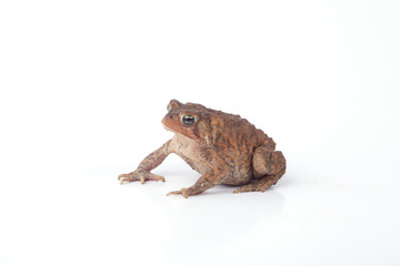 Toad