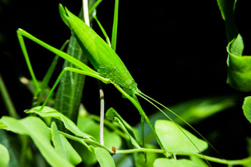 Leaf grasshopper holding on green leaf with close up detailed vi