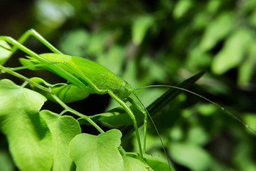 Leaf grasshopper holding on green leaf with close up detailed vi