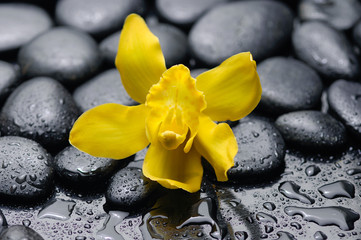 Yellow orchid on wet pebbles