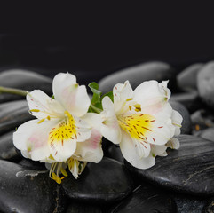 Fototapeta na wymiar Lying down white orchid and wet black background
