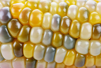corn background, macro closeup