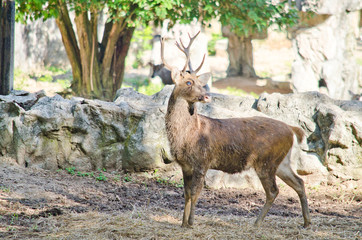 Naklejka na ściany i meble Eld's deer is big animal and is herbivores in forest