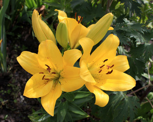 Three yellow lilies in the garden