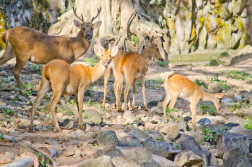 Eld's deer is big animal and is herbivores in forest