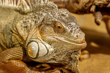 fantastic close-up portrait of tropical iguana. Selective focus,