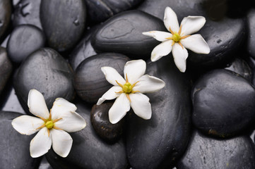 Fototapeta na wymiar Set of gardenia on black pebbles 