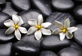 Obraz na płótnie Canvas Three gardenia on black pebbles 
