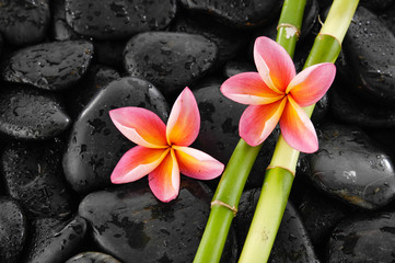 Two frangipani with bamboo grove on wet black stones background