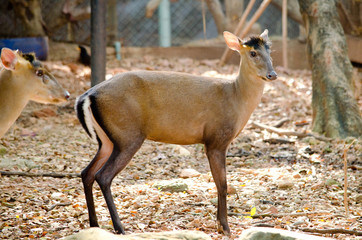 fea muntjac is deer