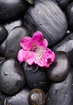 Set of pink orchid on wet black stones