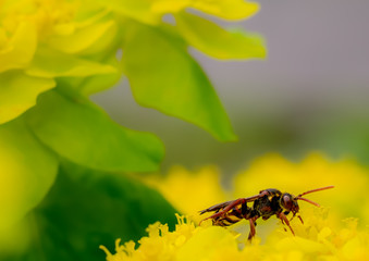 Biene Blüte Blume Frühling Sommer Ostern