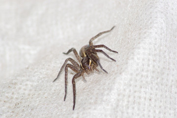 spider
