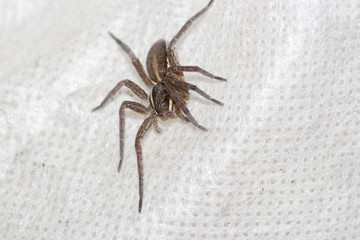 spider