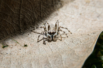 Jumping spider on dry leaf with close up detailed view.