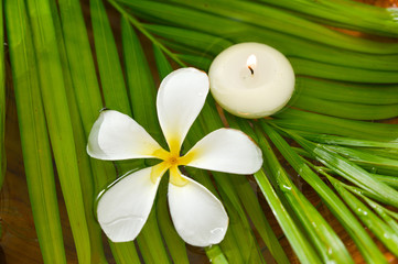 Obraz na płótnie Canvas White frangipani flower and candle on wet palm leaf background,