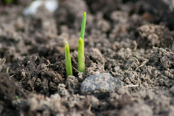 small plant