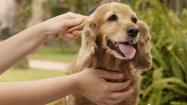 Cocker Dog Grooming Fur
