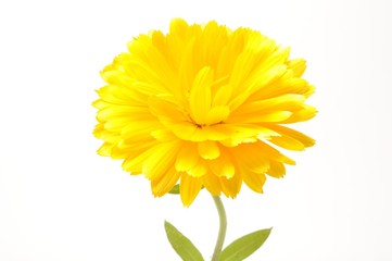  Calendula officinalis