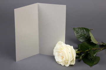 blank gift card and beautiful white rose over grey