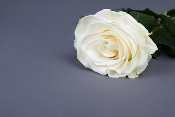 beautiful white rose flower over grey