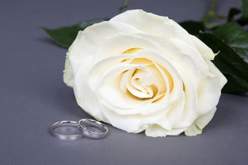 close up of beautiful white rose flower and wedding rings over g