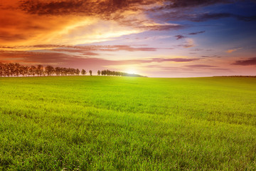Beautiful sunset on spring field