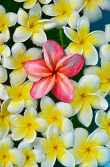 Fototapeta na wymiar Many colorful frangipani in water