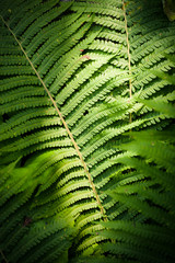 fern leaf