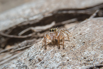 Small spider on dry leaf with close up detailed view.
