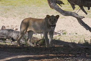 Löwe (panthera leo)