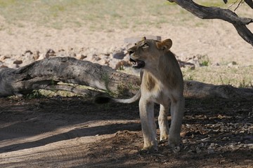 Obraz na płótnie Canvas Kalahari-Löwe (panthera leo vernayi)