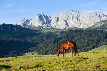 Fototapeta na wymiar Horse at high mountains meadow