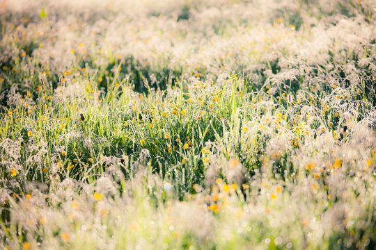 meadow with bright sunlight