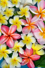 Obraz na płótnie Canvas Many colorful frangipani in water
