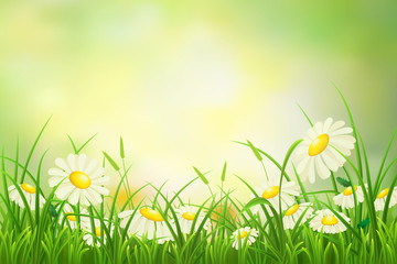 Fototapeta na wymiar Spring meadow background with green grass and daisies