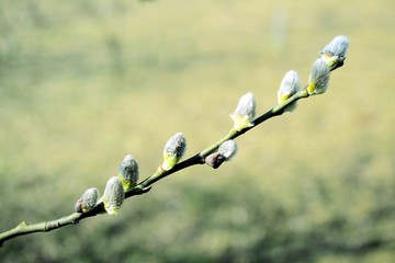 Branch with buds - spring in Vilnius city