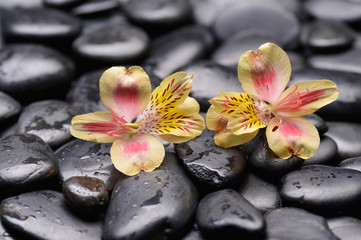 Obraz na płótnie Canvas Set of two yellow orchid on wet black stones