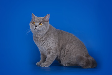 Violet British cat isolated on the blue background