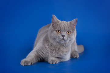 Violet British cat isolated on the blue background