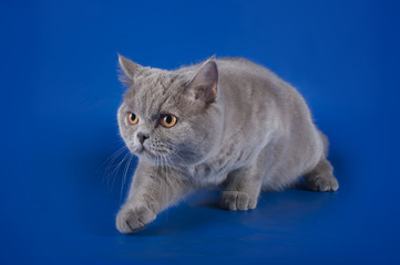 Violet British cat isolated on the blue background