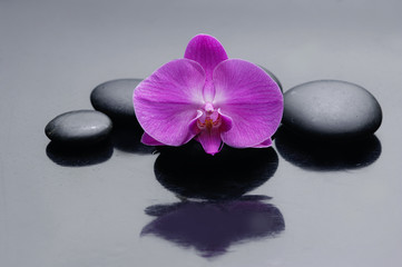 Fototapeta na wymiar pink orchid on zen stones
