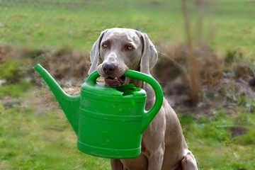 Hund mit Gießkanne © motivjaegerin1