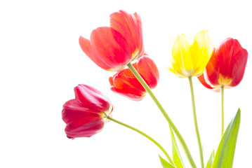 Red and yellow tulips on a white background