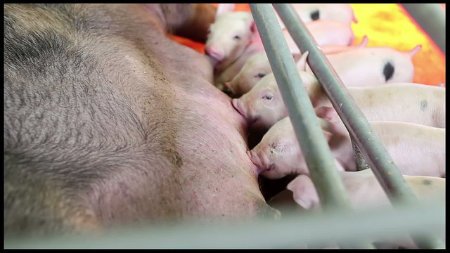 Pig Farming Management