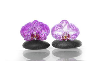 beautiful orchid on black pebbles