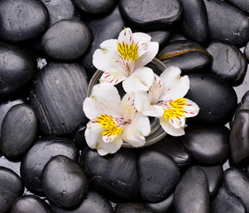 Fototapeta na wymiar Three orchid in bowl on black pebbles