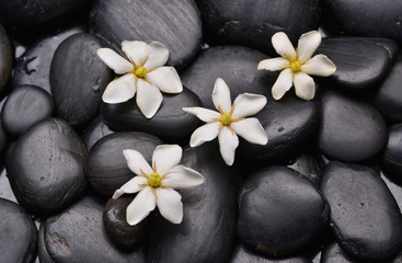 Fototapeta na wymiar White gardenia on wet pebbles