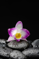 Fototapeta na wymiar Still life with orchid on wet pebbles